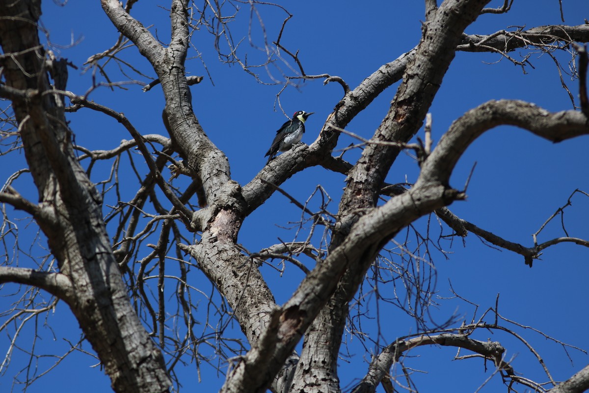 Acorn Woodpecker - Gordon Black