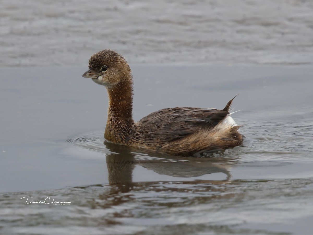 Pied-billed Grebe - ML176654271