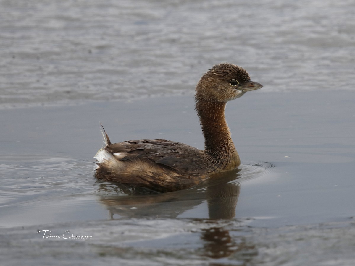 Pied-billed Grebe - ML176654281