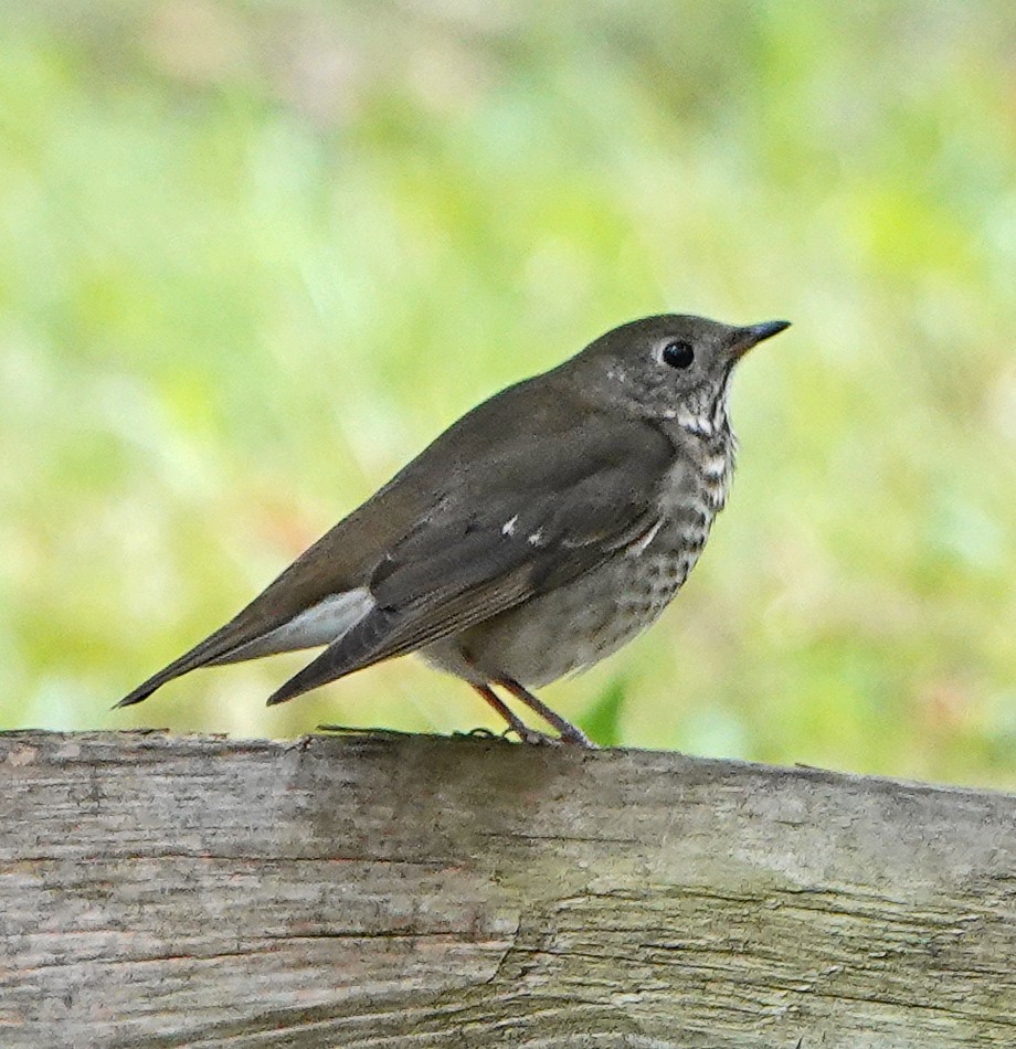 Gray-cheeked Thrush - ML176655191