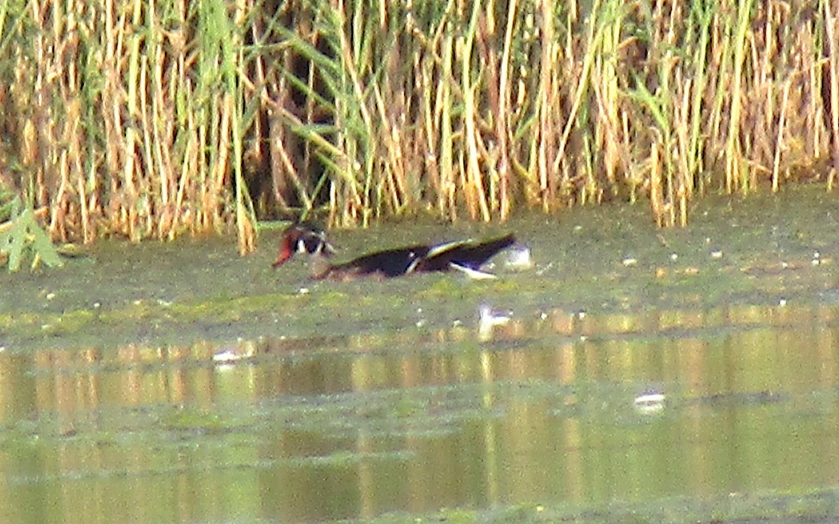 Wood Duck - ML176655441