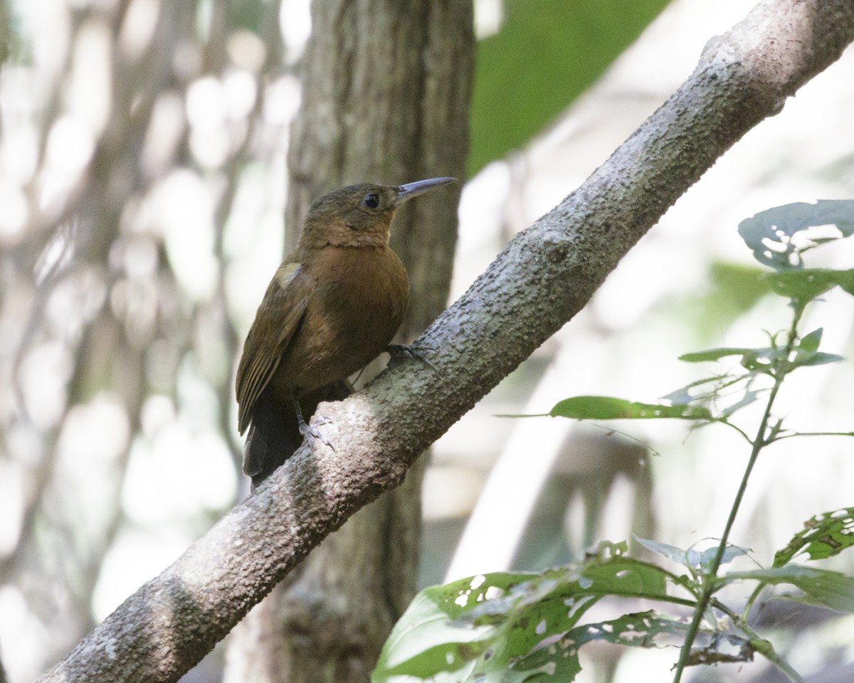 South American Leaftosser (Guianan) - ML176656941