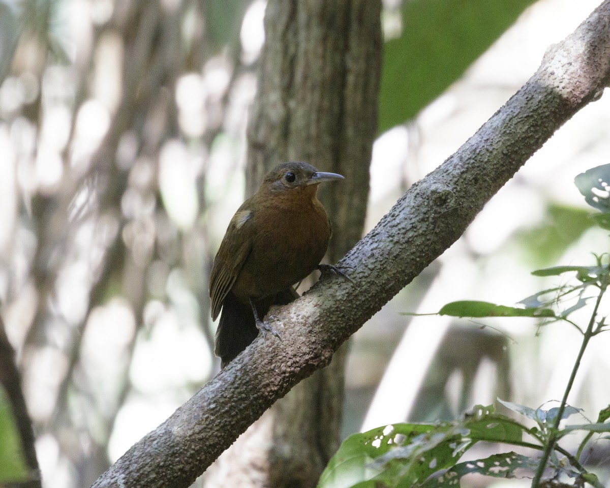 South American Leaftosser (Guianan) - ML176656951