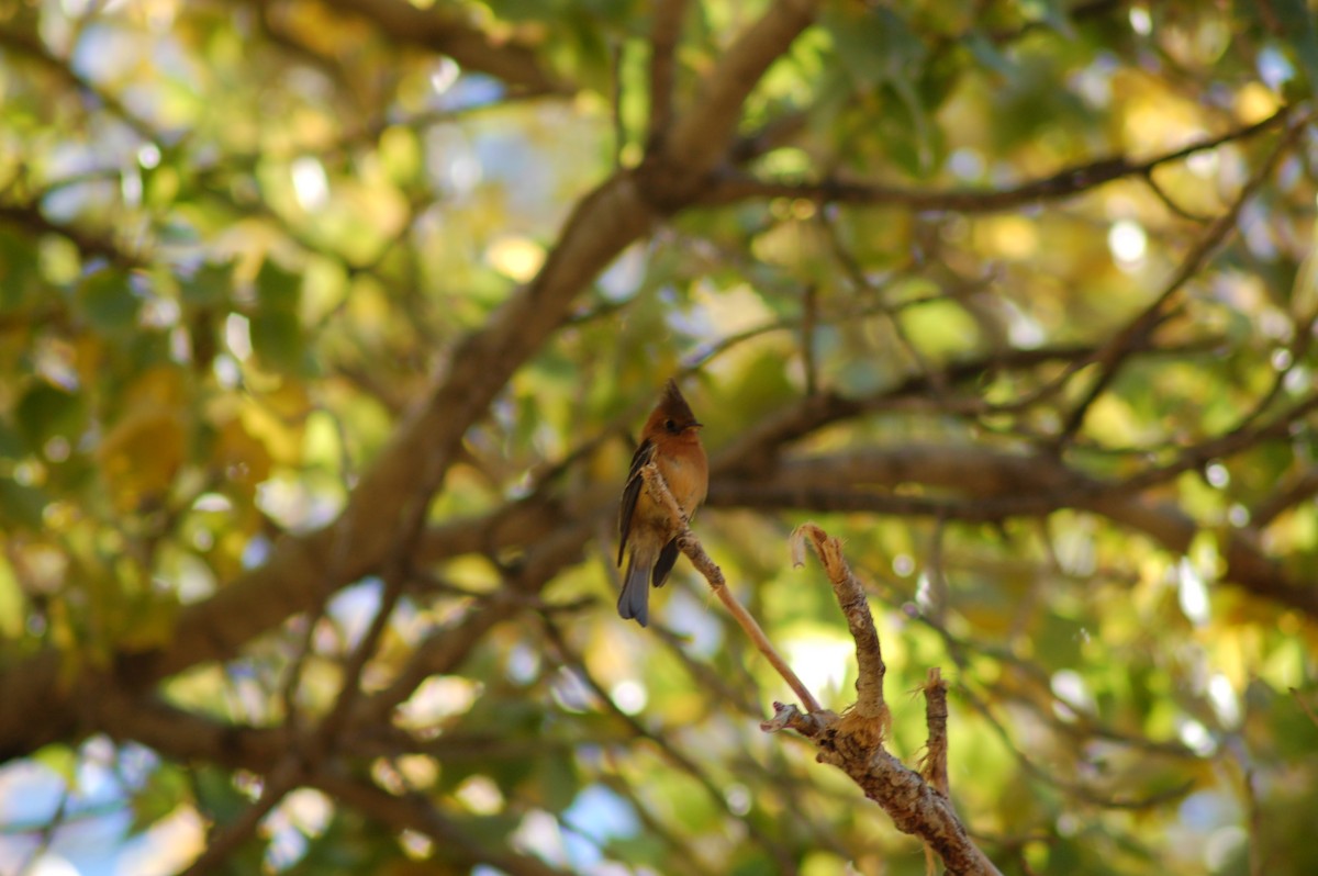 Tufted Flycatcher (Mexican) - Charley Amos