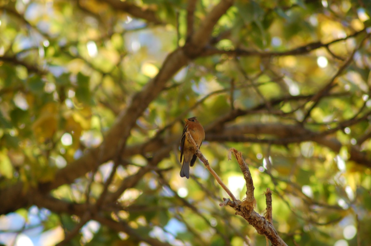 Tufted Flycatcher (Mexican) - Charley Amos