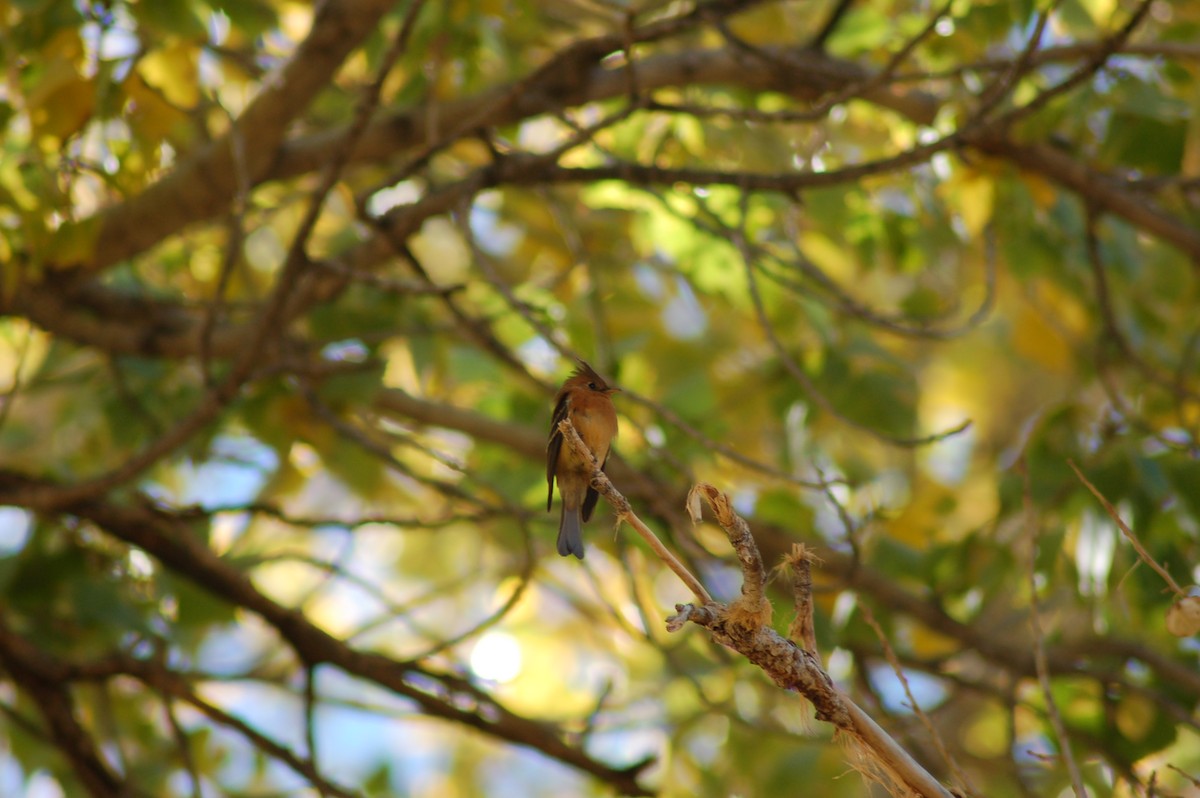 Mosquero Moñudo Común (phaeocercus/tenuirostris) - ML176659971