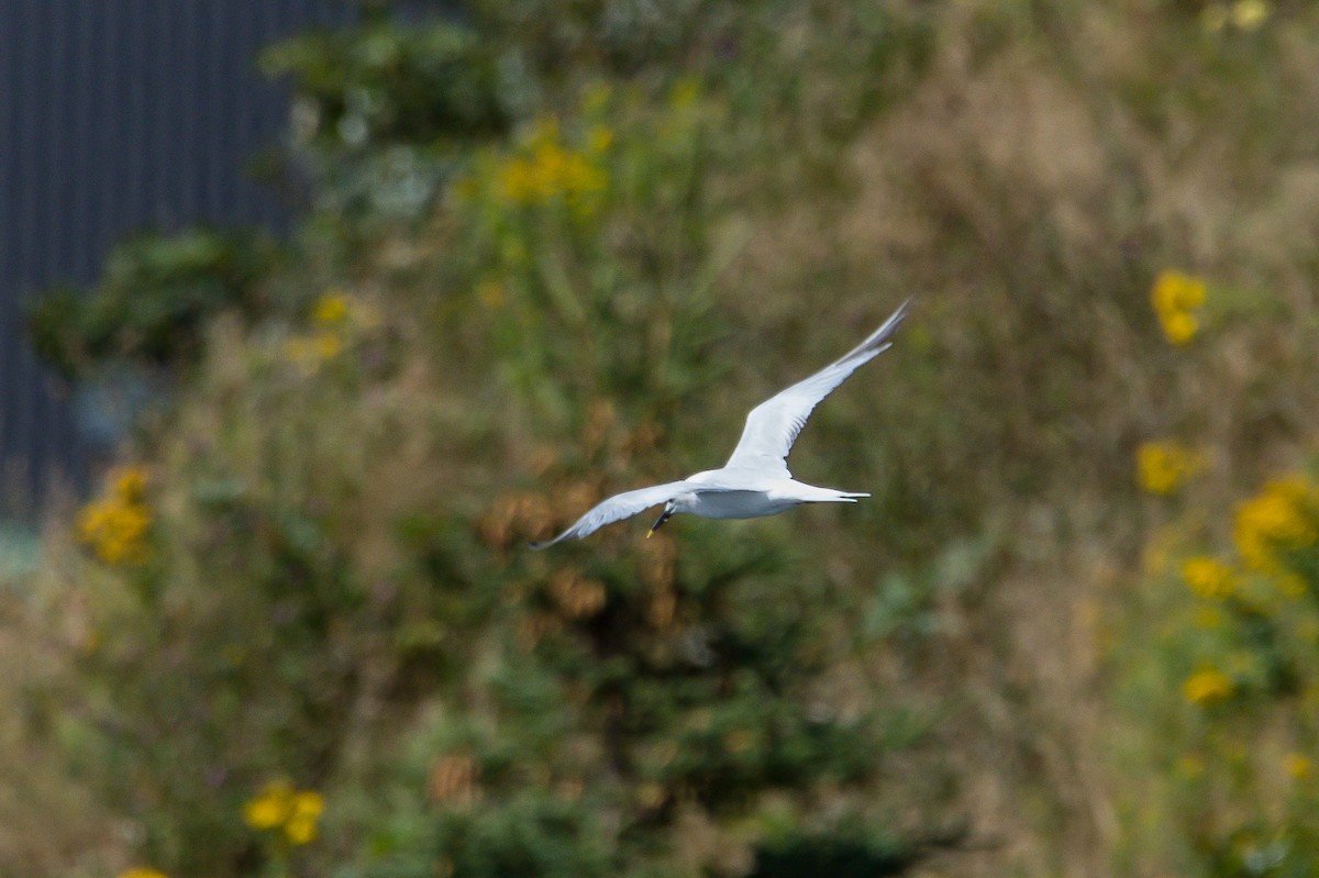 Sandwich Tern - Frank King