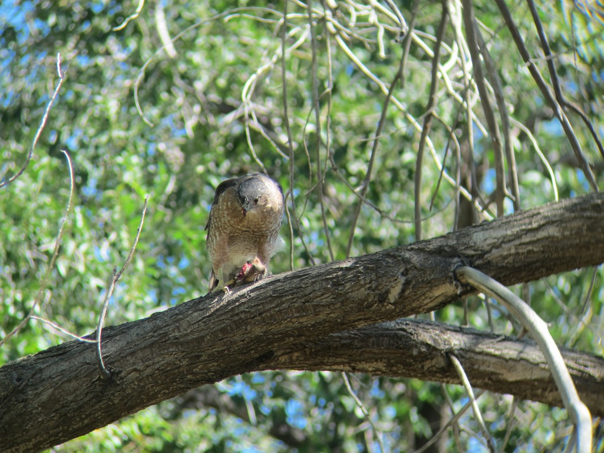 Cooper's Hawk - ML176662321