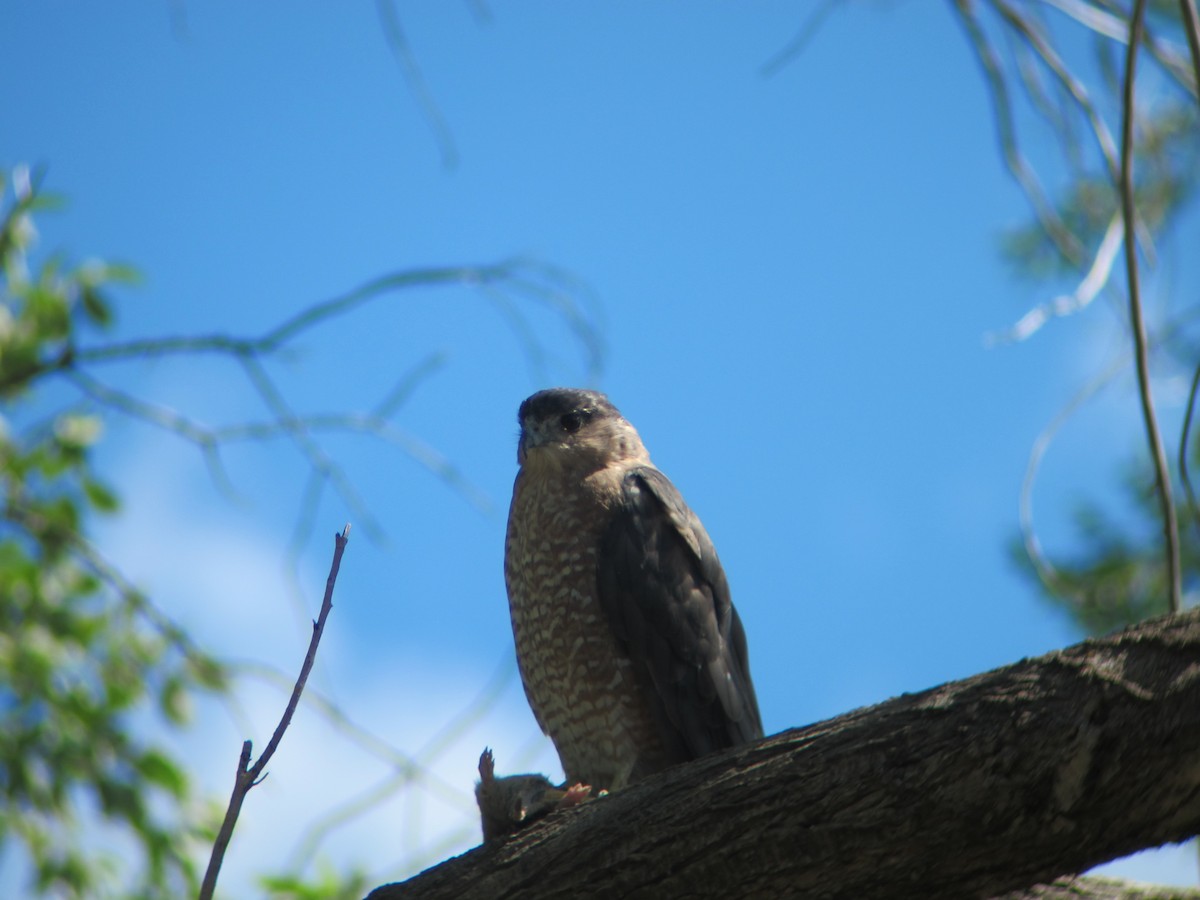 Cooper's Hawk - ML176662331