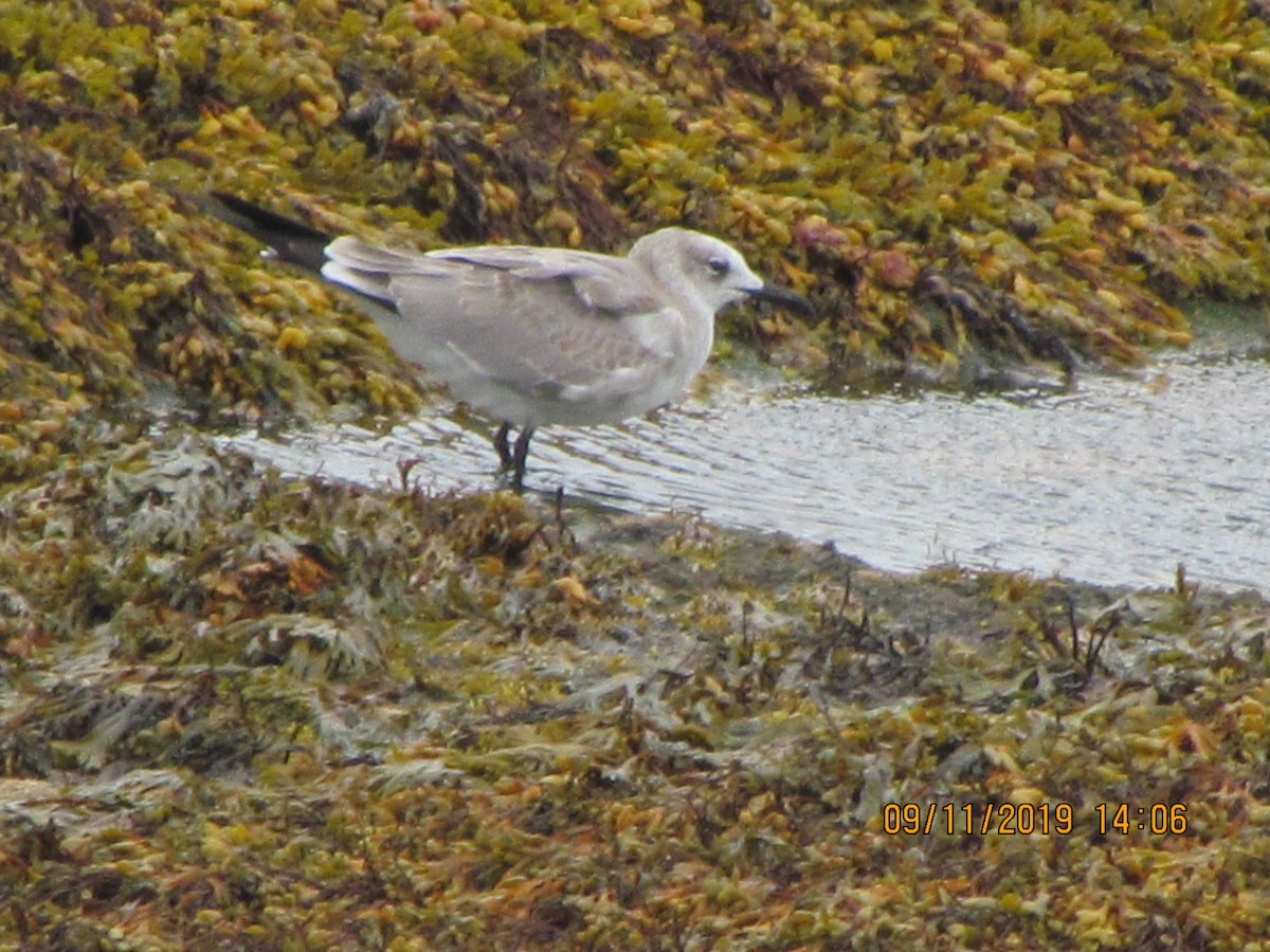 Mouette atricille - ML176662371