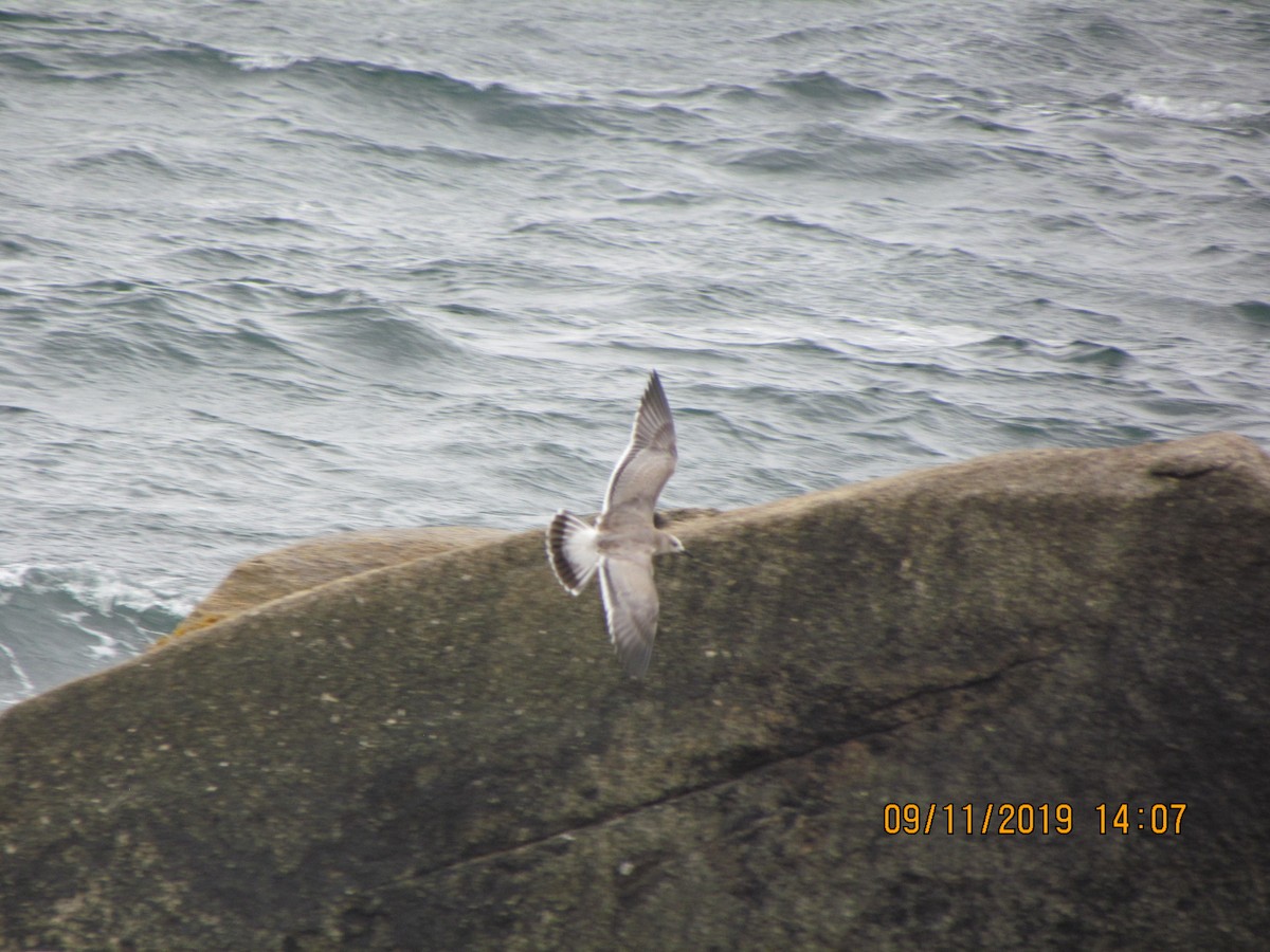 Mouette atricille - ML176662431