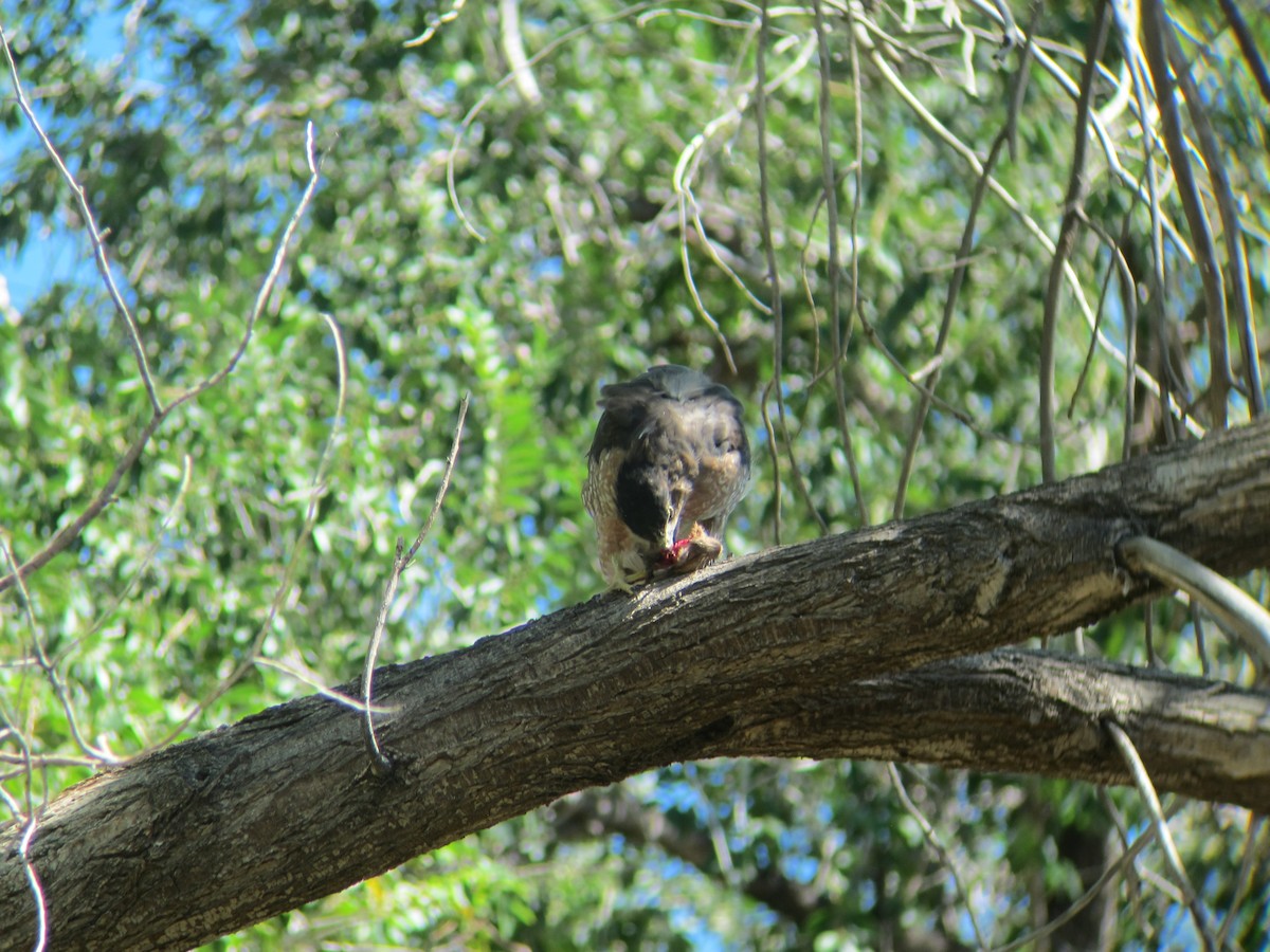 Cooper's Hawk - Ed Conrad