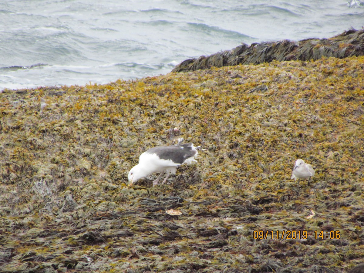 Mouette atricille - ML176662491