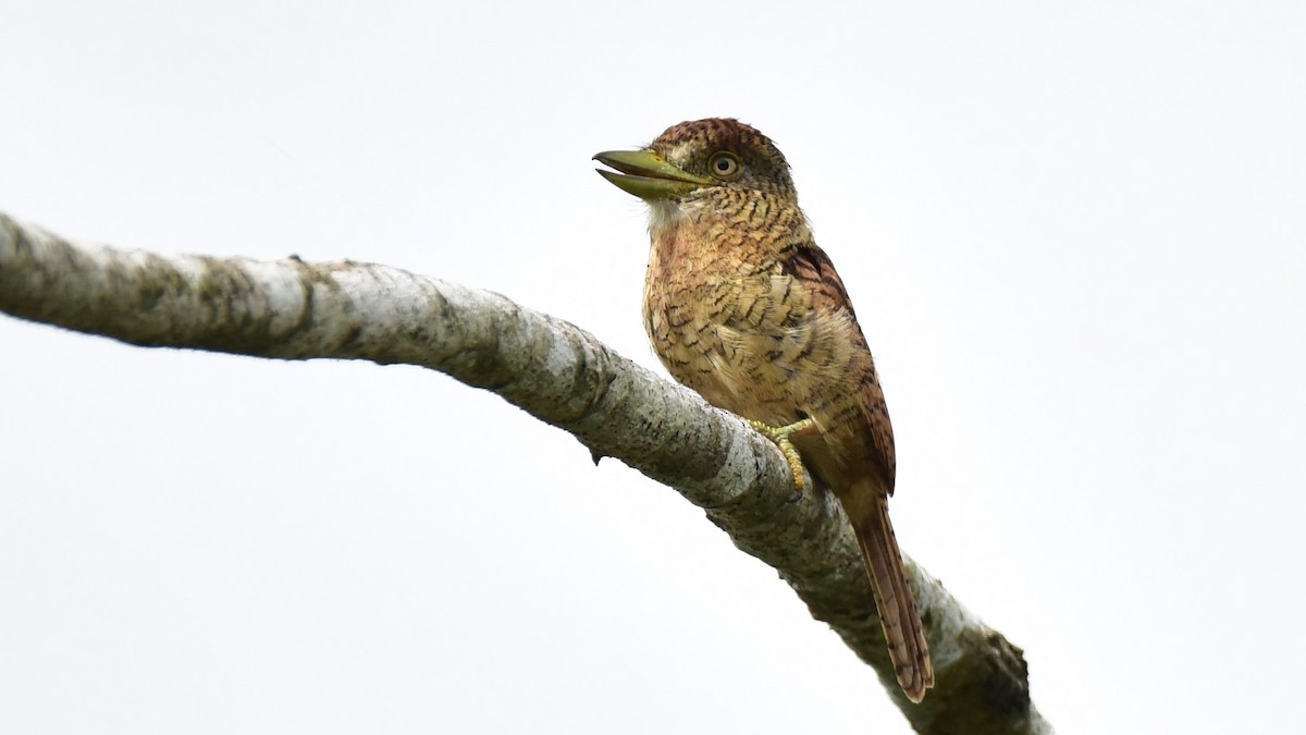 Barred Puffbird - ML176662921