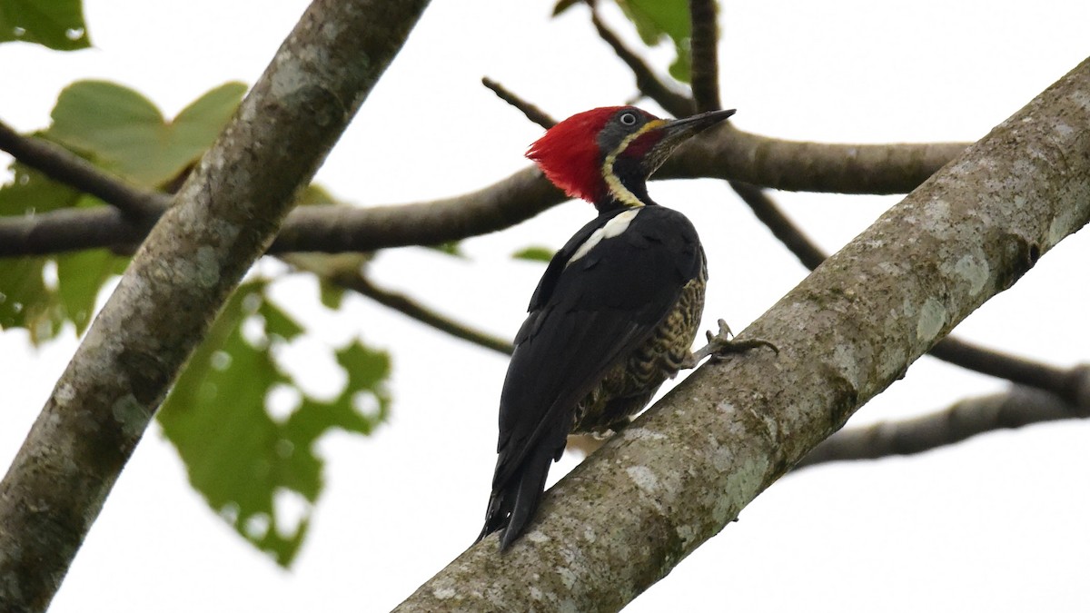 Lineated Woodpecker - Curtis McCamy