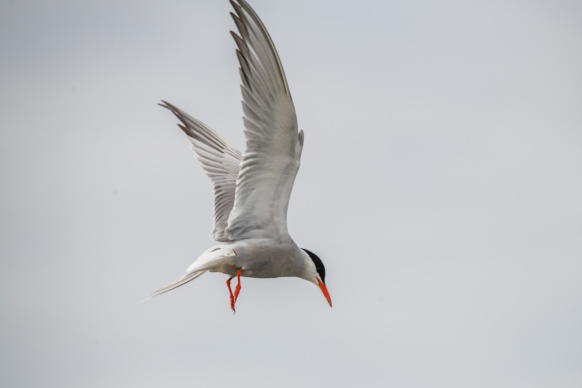 Common Tern - ML176664381