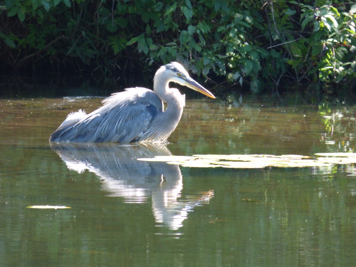 Great Blue Heron - C Douglas