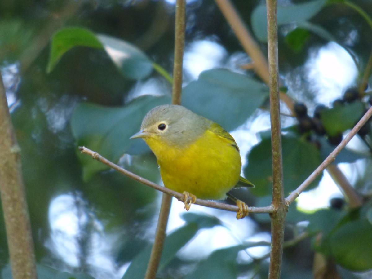 Nashville Warbler - ML176665831