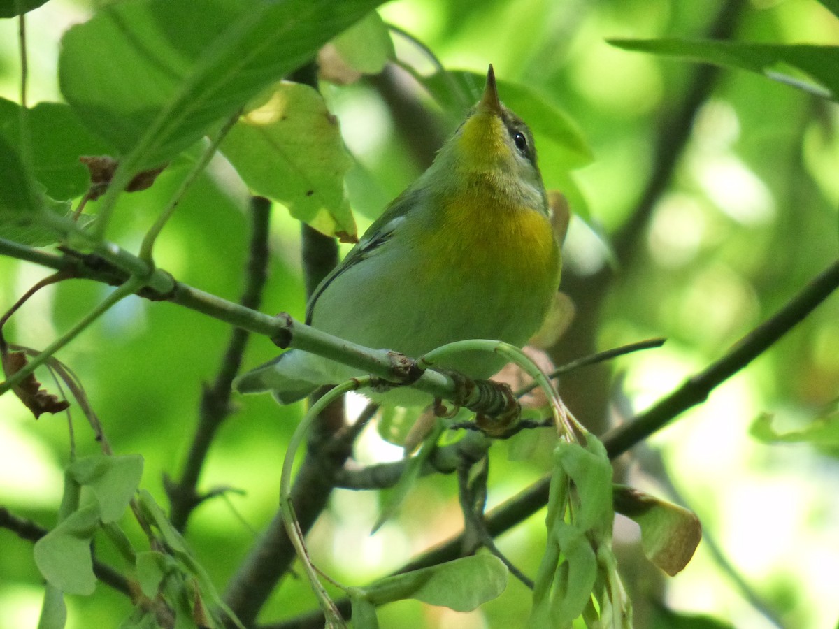 Northern Parula - C Douglas