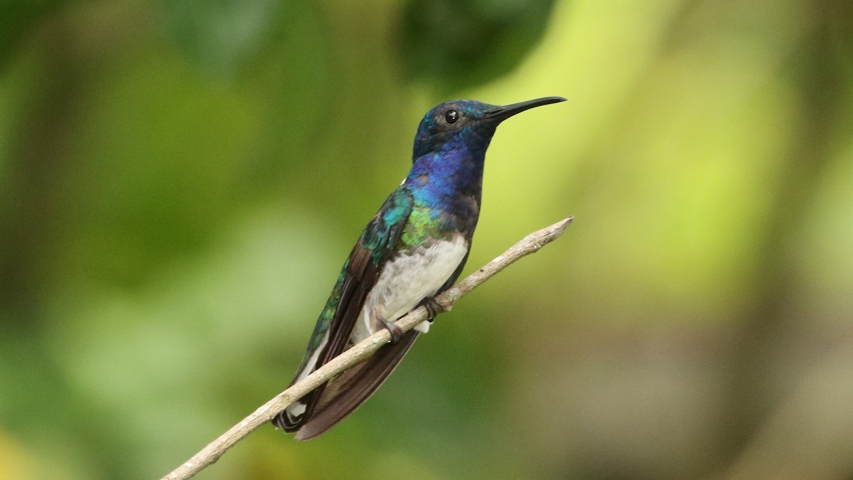 White-necked Jacobin - Curtis McCamy