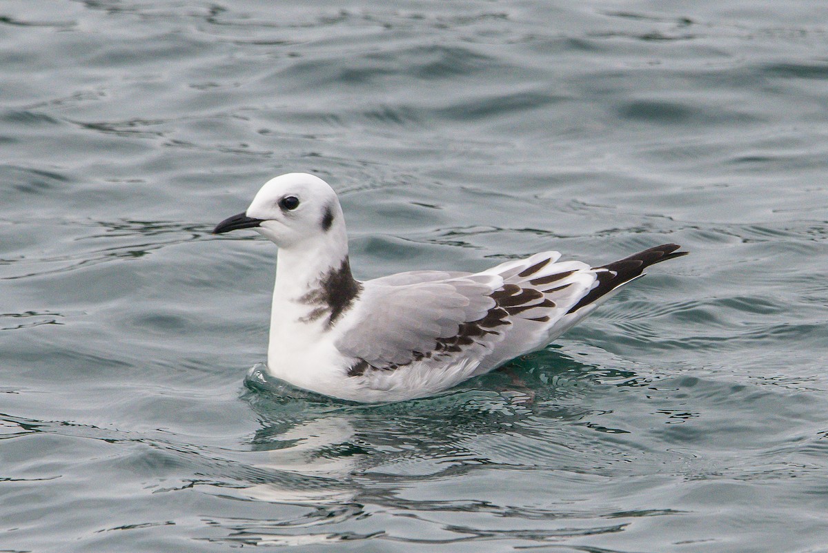 Black-legged Kittiwake - ML176667821