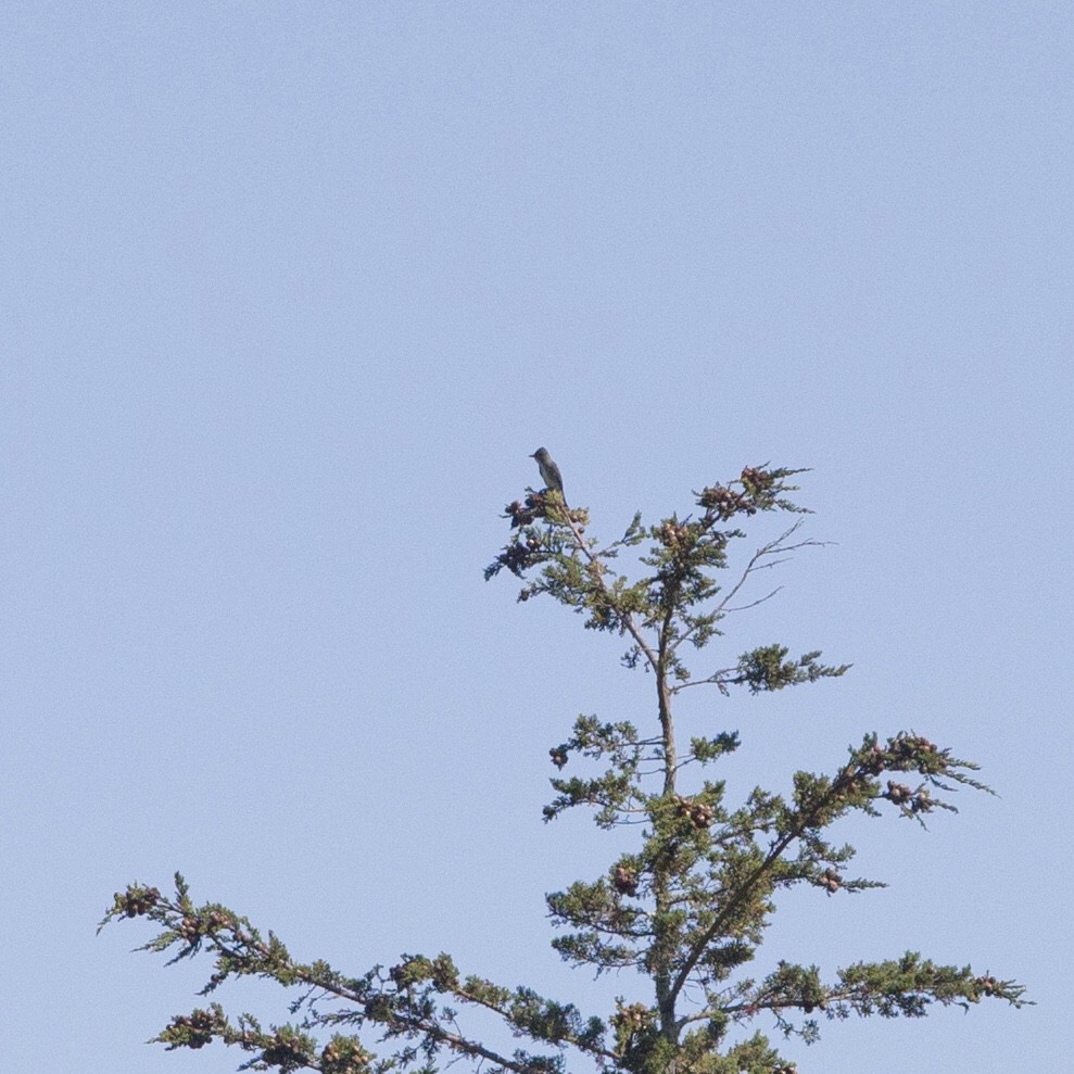 Olive-sided Flycatcher - ML176668781