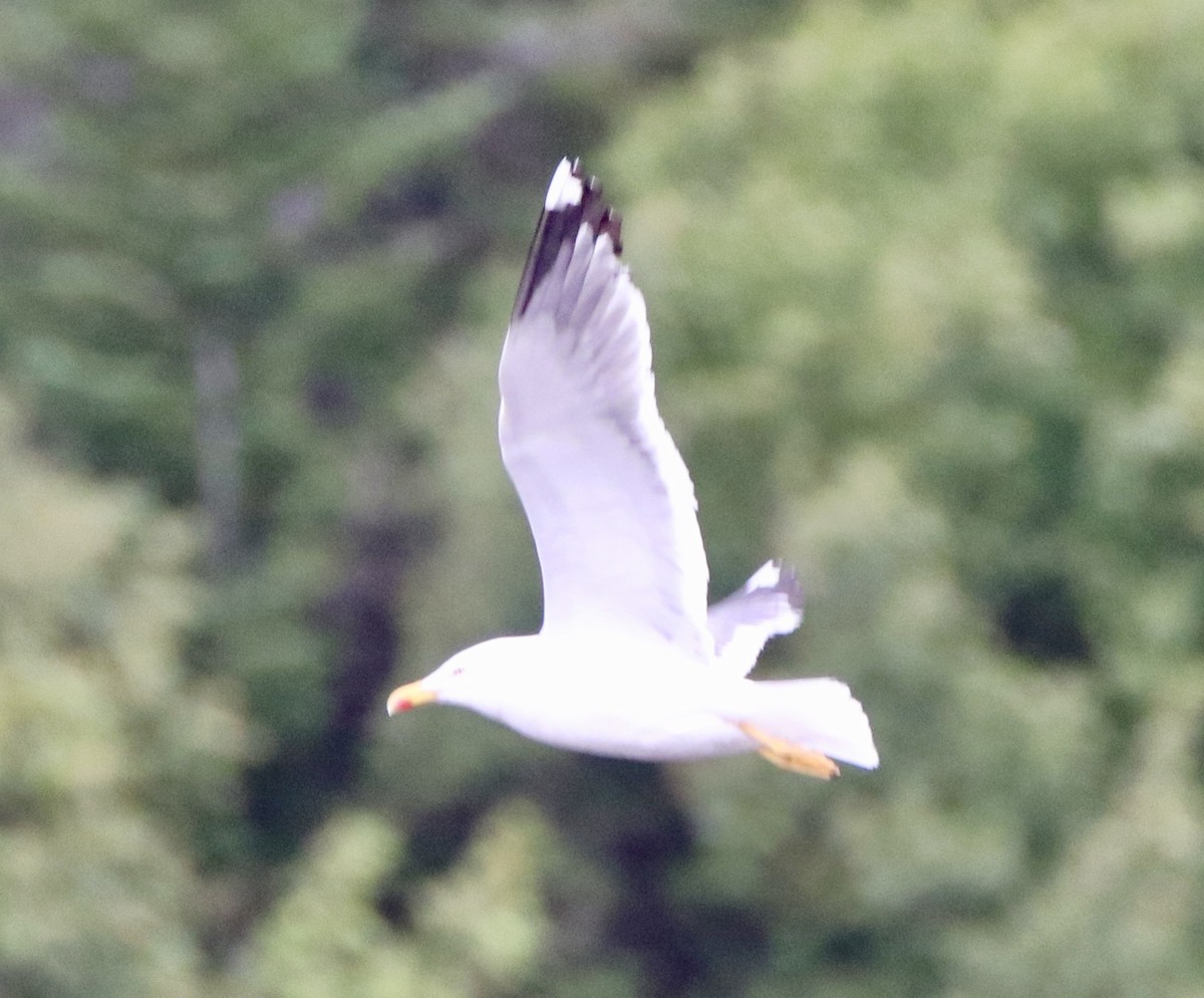 Lesser Black-backed Gull - ML176670561