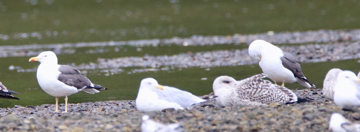 Lesser Black-backed Gull - john tuach