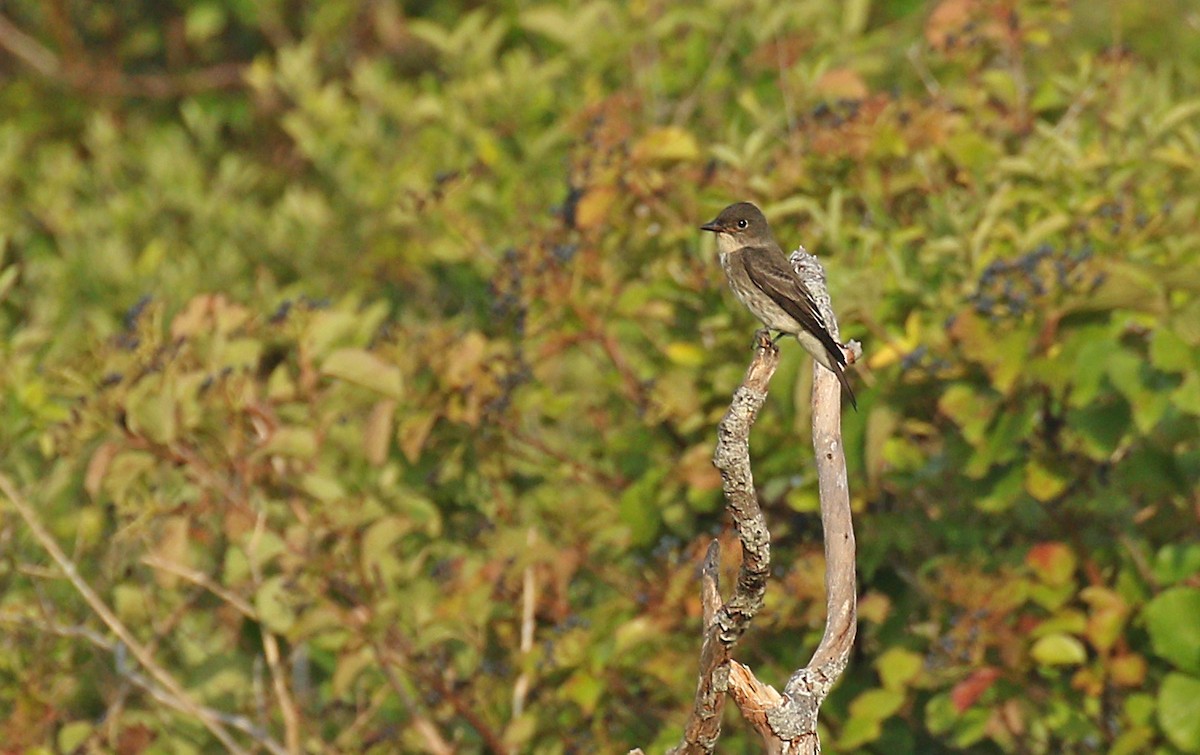 Olive-sided Flycatcher - ML176670721