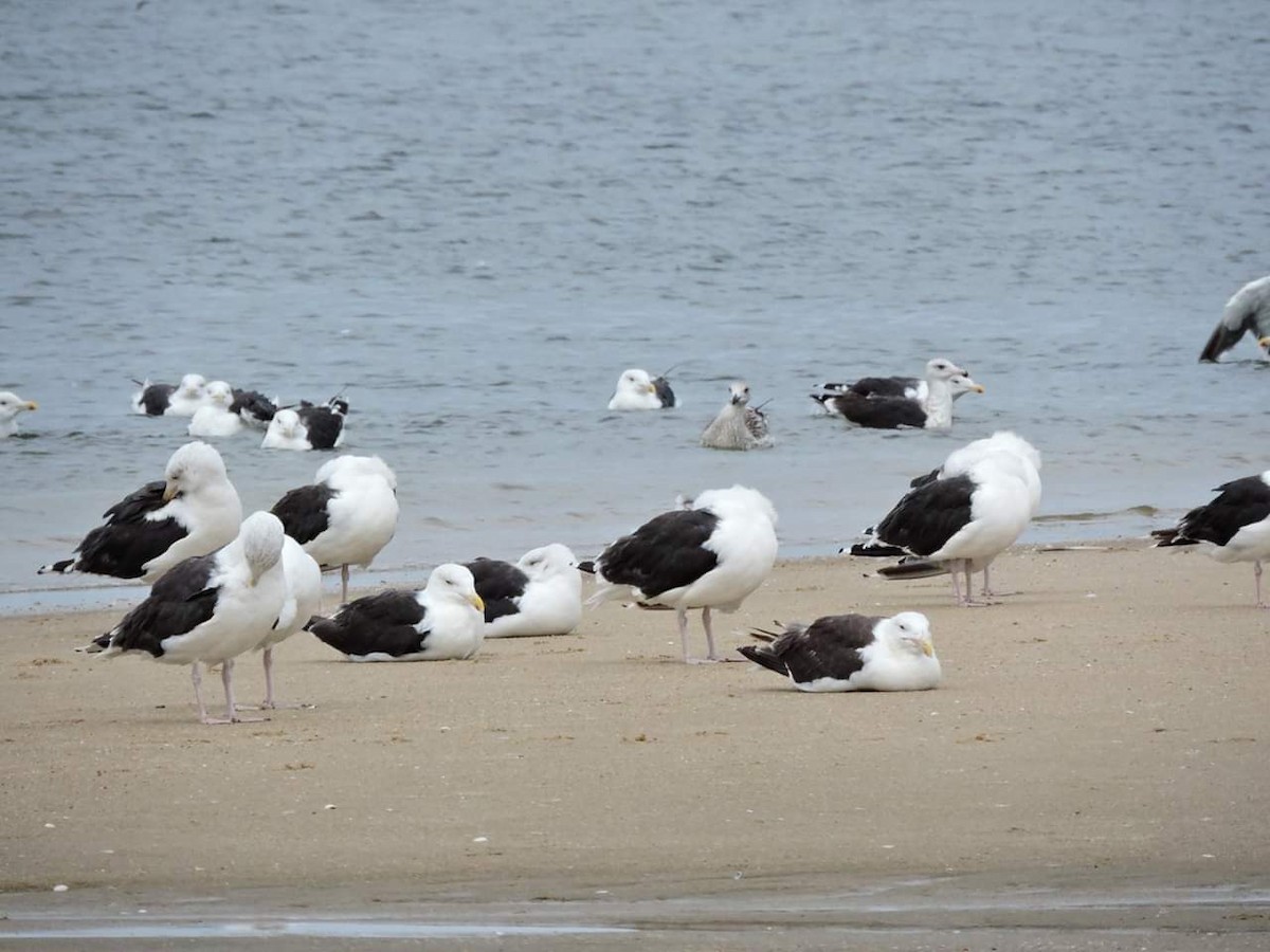 Great Black-backed Gull - Donna Ortuso