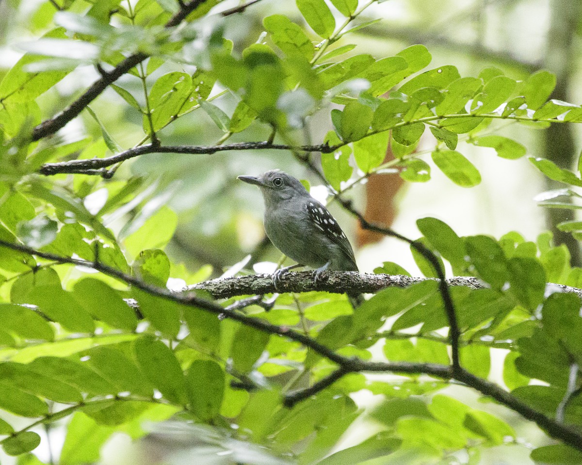 Pearly Antshrike - Silvia F🪶 Linhares