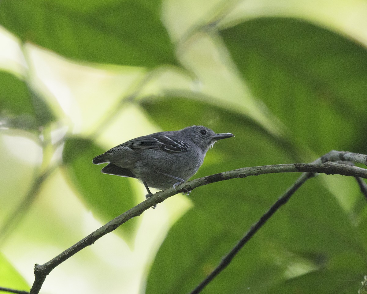 Gray Antwren - Silvia F🪶 Linhares