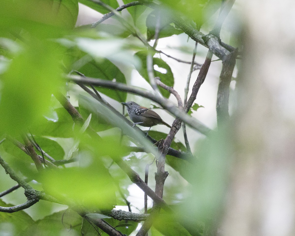 Rufous-backed Stipplethroat (Rio Negro) - Silvia F🪶 Linhares