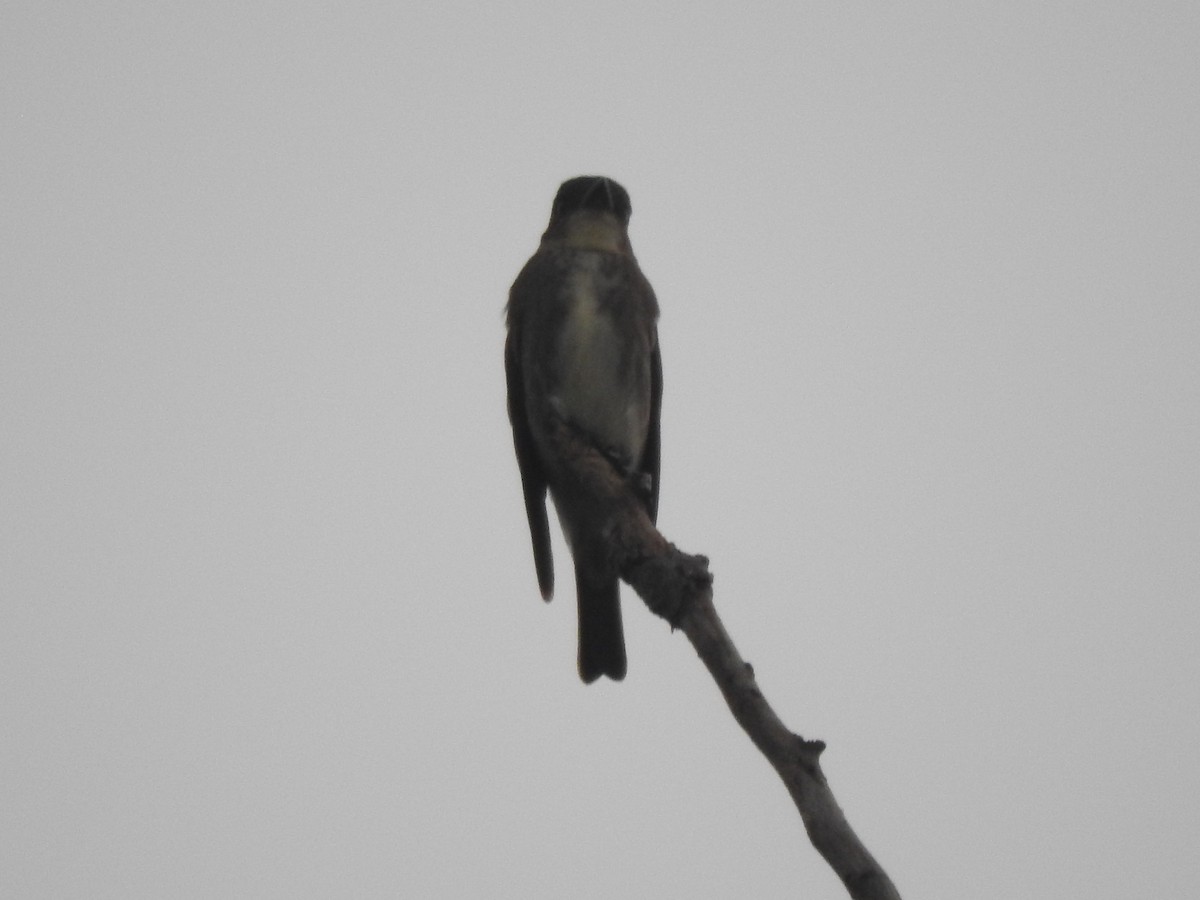 Olive-sided Flycatcher - Jill Henemyer