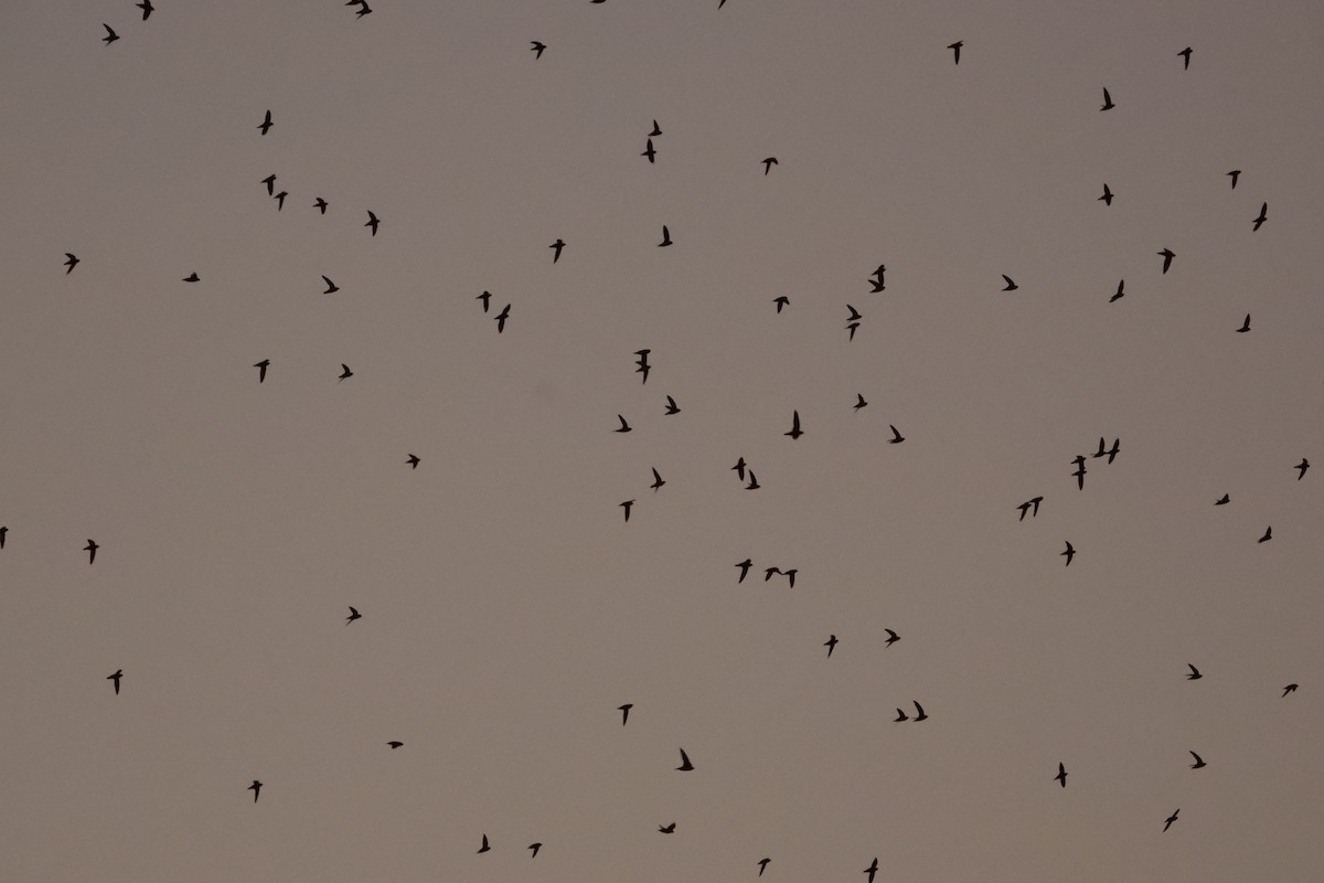 Gray-rumped Swift - Ricardo Battistino