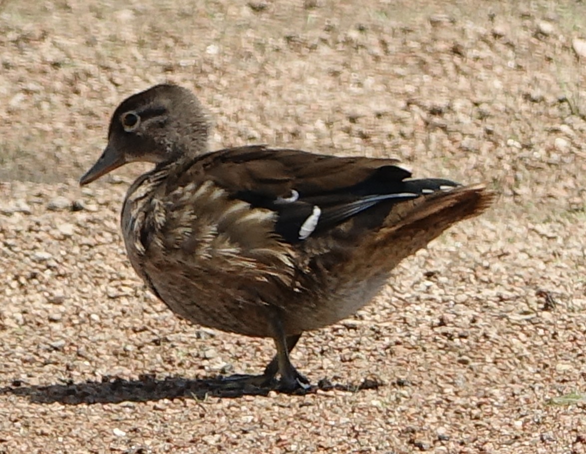 Wood Duck - ML176677611