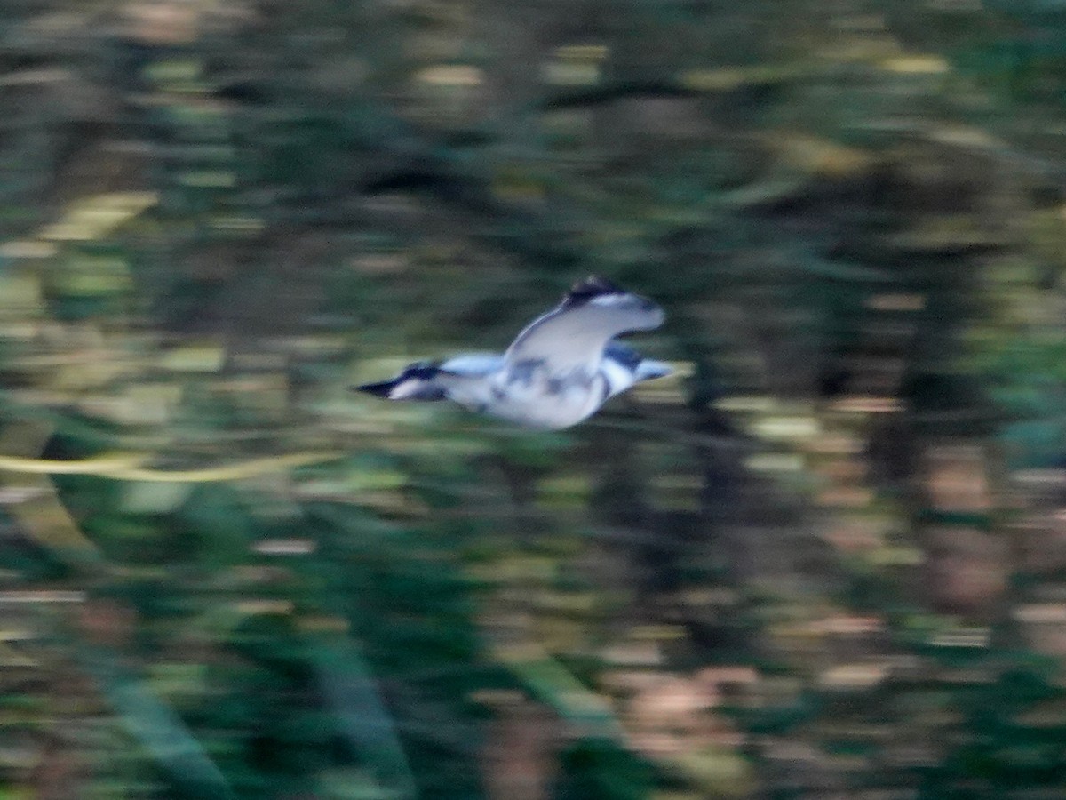 Belted Kingfisher - ML176677921