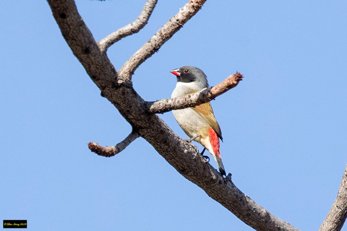 Swee Waxbill - ML176680051