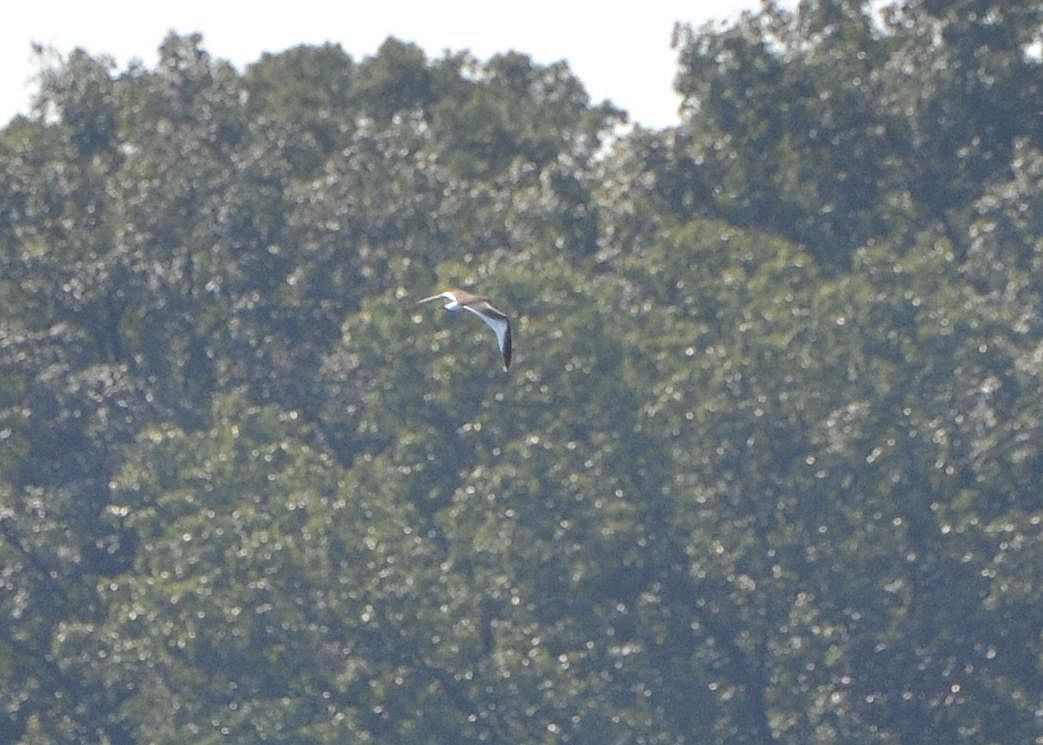 Mouette de Sabine - ML176680081