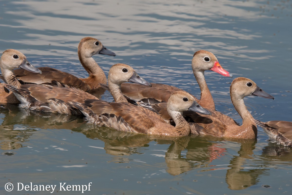 Black-bellied Whistling-Duck (fulgens) - Delaney Kempf