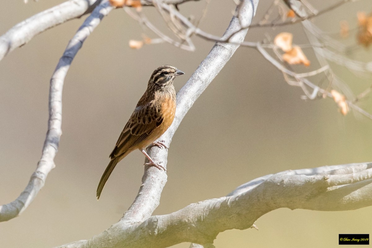 Cinnamon-breasted Bunting - ML176681451