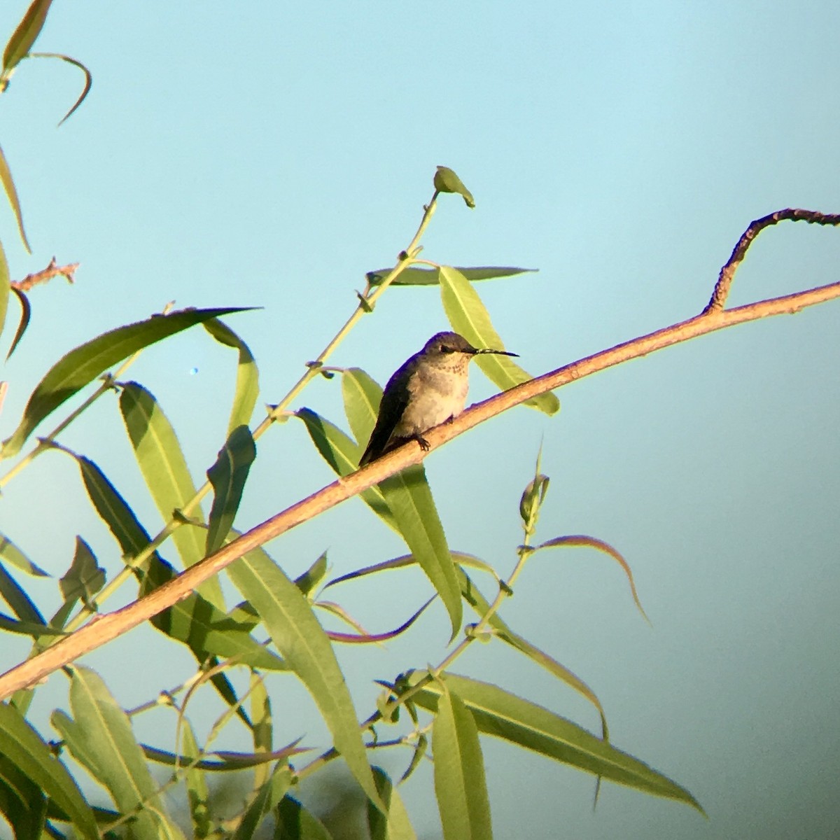 Black-chinned Hummingbird - ML176681551
