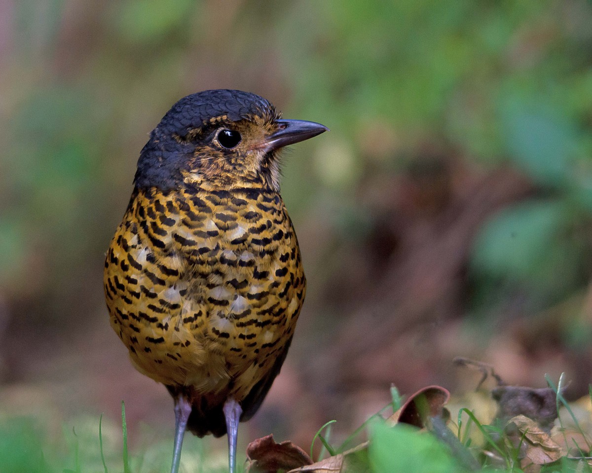 Undulated Antpitta - ML176681611