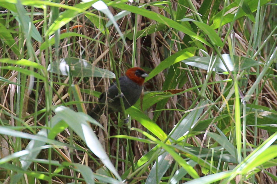 Chestnut-headed Tanager - ML176684171