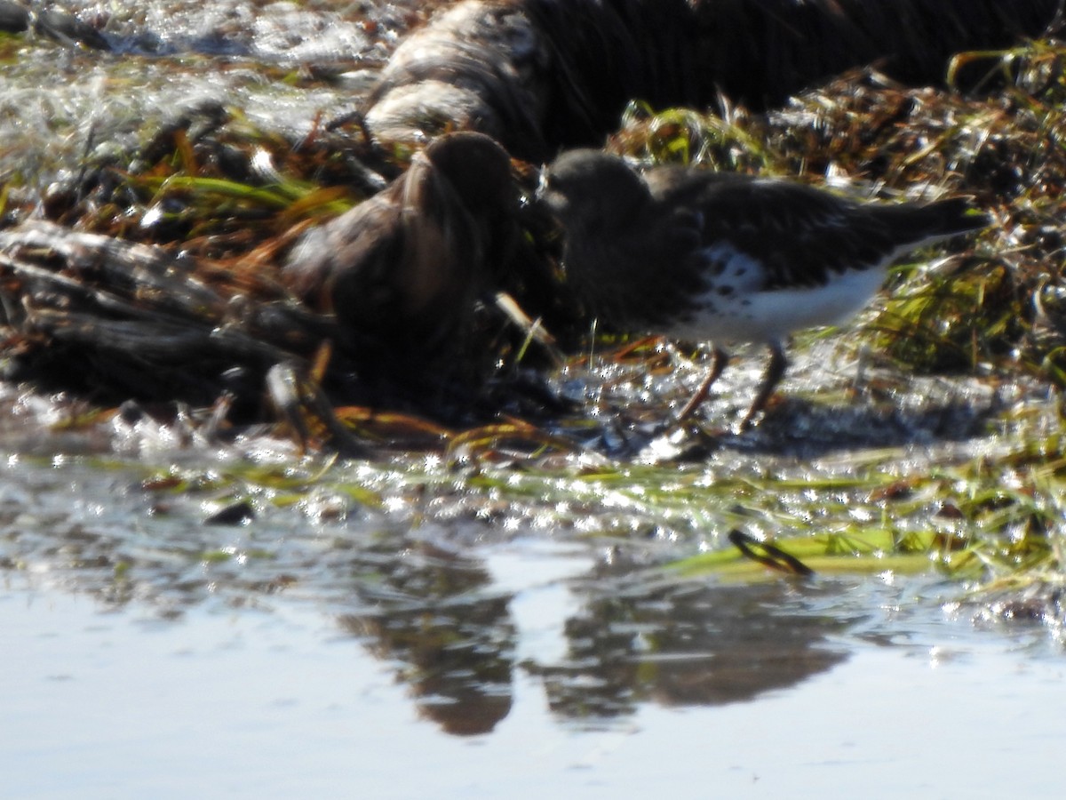 Black Turnstone - ML176684651