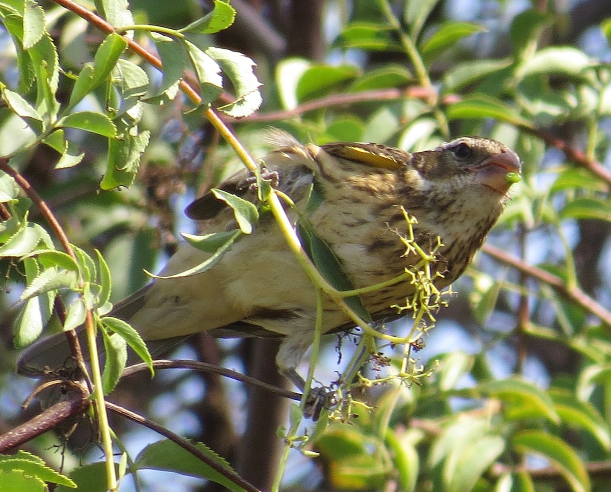 Rose-breasted Grosbeak - ML176685341