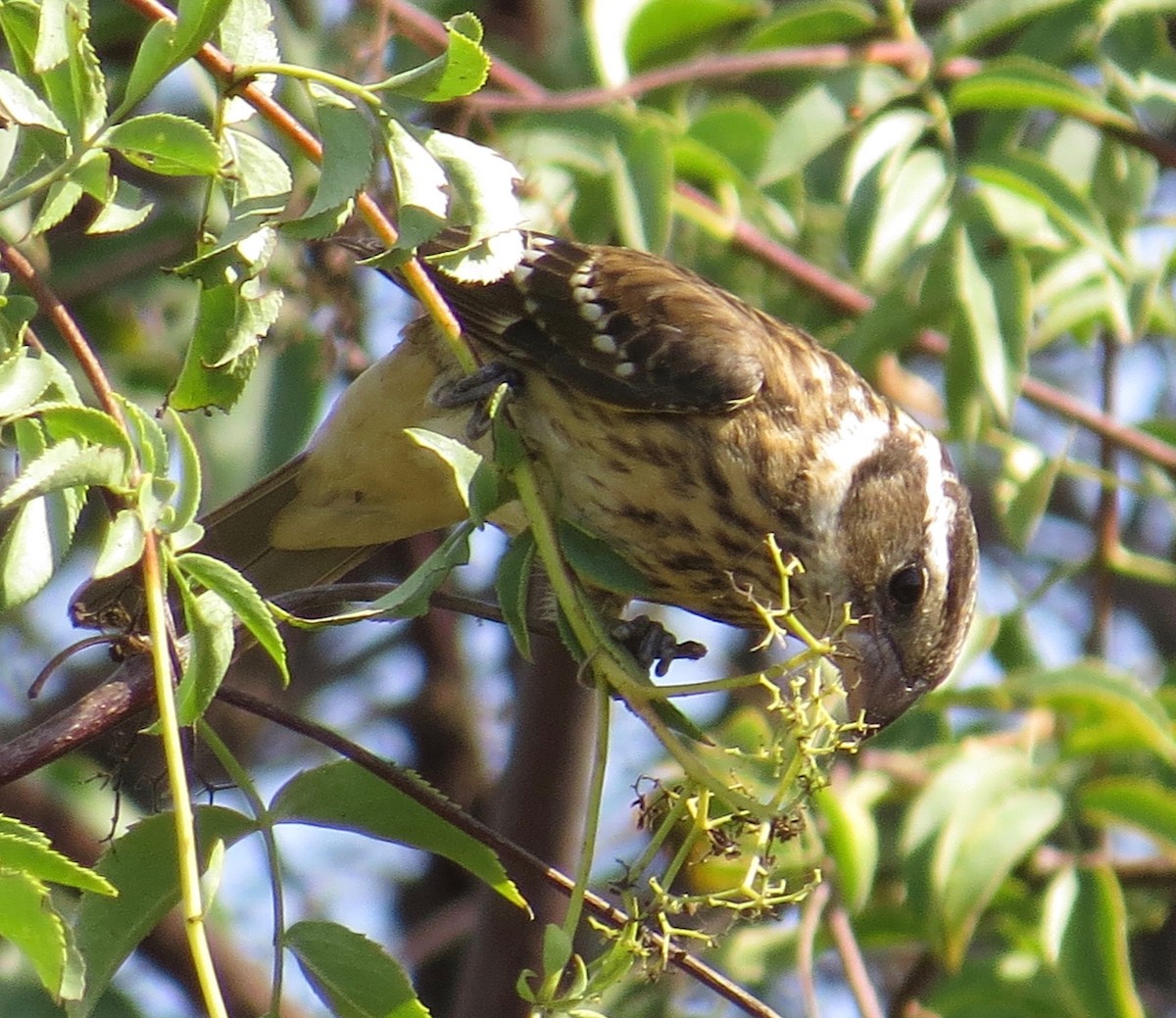 Rose-breasted Grosbeak - ML176685431