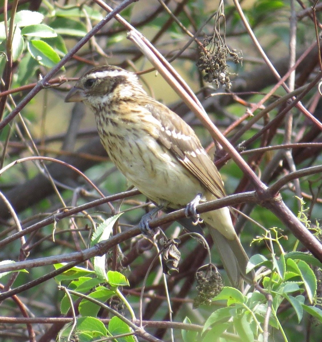 Rose-breasted Grosbeak - ML176685451