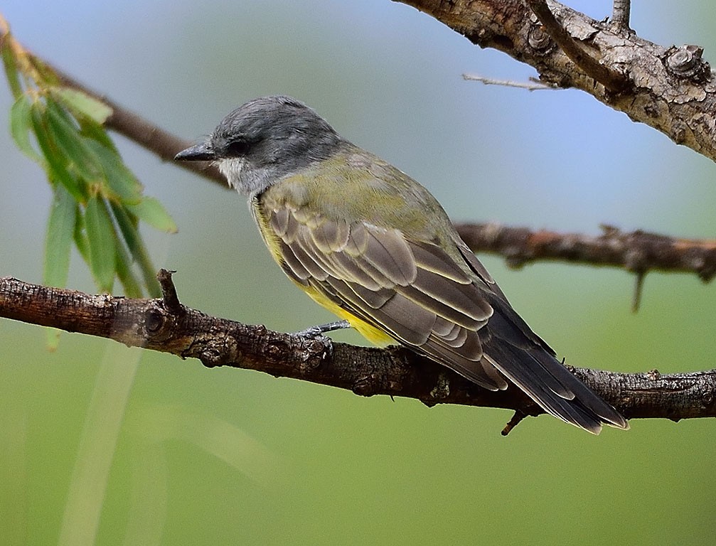 Cassin's Kingbird - ML176685881