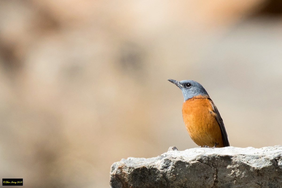 Cape Rock-Thrush - ML176687661